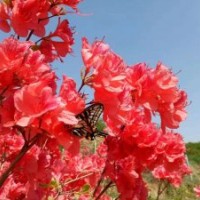 供應(yīng)映山紅