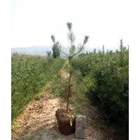 哪里有白皮松？出售地徑5供奉白皮松樹苗，8公分白皮松多少錢？