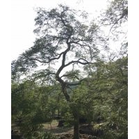 供大規(guī)格雞爪槭紅楓桂花垂絲海棠櫻花無患子紅梅