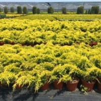 供應(yīng)黃金柏盆景素材苗