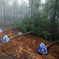 刺槐多少錢，刺槐，洋槐