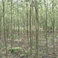 速生柳_速生柳價格_速生柳圖片