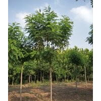 香花槐_香花槐價格_香花槐圖片