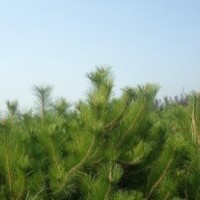 山西油松，2米油松，2米5油松