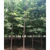 3----10公分美國(guó)紅楓