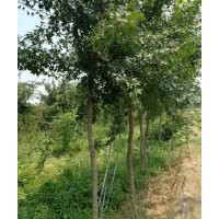 3---15公分速生白蠟