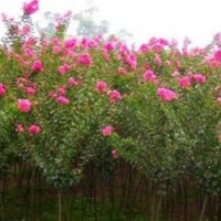 5公分紫薇大量銷售 今年苗圃