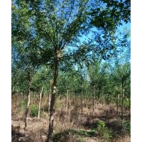 現(xiàn)貨供應(yīng)國(guó)槐