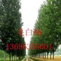 毛白楊-山東毛白楊-13696355601窄冠毛白楊