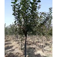 現(xiàn)供應(yīng)3-6公分海棠