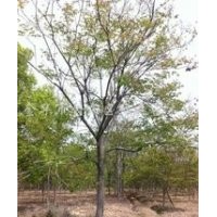 長(zhǎng)期供應(yīng)10公分精品欒樹(shù)價(jià)格 山西欒樹(shù)價(jià)格