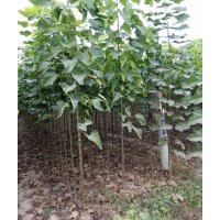 供應楸樹！梓樹！楸樹苗，梓樹苗！