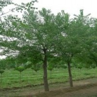 今年18公分精品杜仲價(jià)格 南京杜仲基地