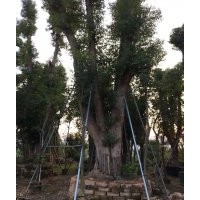 長期供應(yīng)各種規(guī)格移植香樟