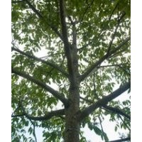 山西18公分杜仲今年價格 杜仲產(chǎn)地