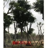 廣東普寧鳳凰木價格表華盛移植鳳凰樹基地30公分鳳凰樹