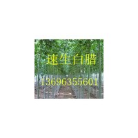 白臘-山東白臘價格-速生白臘出售--金葉榆價格