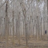 今年18公分20公分杜仲價(jià)格 南京杜仲產(chǎn)地