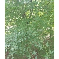 供應(yīng)精品雞爪槭紅楓海棠羽毛楓櫻花桂花紅梅無患子