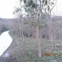 山東10公分15公分重陽木產(chǎn)地價格