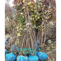 供應(yīng)叢生黃櫨1.5米高 2米高