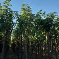 出售苗圃嫁接香花槐8公分12公分15公分18公分