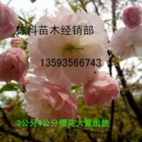 3公分4公分櫻花大量出售