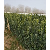 山東北海道黃楊基地 北海道黃楊報(bào)價(jià)