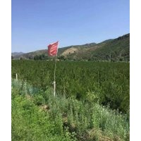 各種規(guī)格樟子松、油松