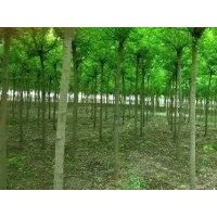 供應(yīng)8-10公分金葉復(fù)葉槭