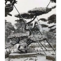 供應(yīng)造型油松