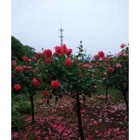 出售自家苗圃地里苗木