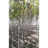 供應(yīng)3㎝一22cm白蠟，3㎝一10㎝國槐，西府海棠，欒樹