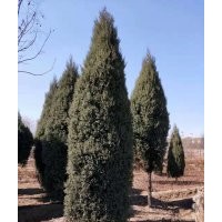 主營(yíng)：柏樹(shù)，望都塔檜，迎春，紅瑞木，大葉黃楊，連翹，丁香，金