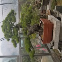 造型油松，景觀松盆景