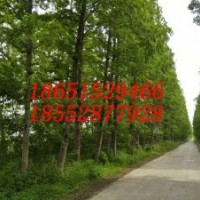 15公分水杉 16公分水杉樹