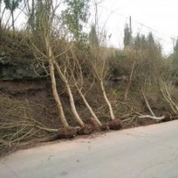 出售元寶楓10-20公分