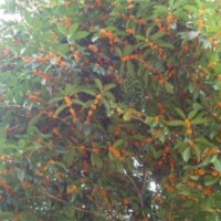 湖南丹桂，芙蓉花，紫薇，迎春，茶花，月季，造型羅漢松