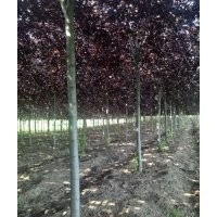 遼寧紫葉稠李紫葉稠李哪里便宜紫葉稠李價格紫葉稠李基地