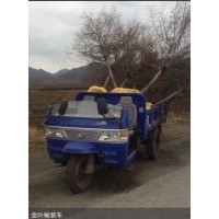 金葉榆遼寧金葉榆開原靠山金葉榆4-7公分金葉榆