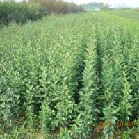 目前10公分大葉女貞價(jià)格精品大葉女貞產(chǎn)地