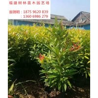 福建紅車供應(yīng)基地 地被紅車 球類 紅車哪里有