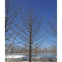 銀杏樹(shù)處理