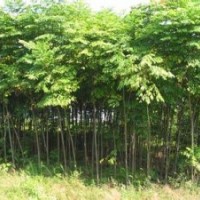 河南5公分重陽木報(bào)價(jià)，精品重陽木出售