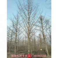 銀杏,銀杏樹(shù),銀杏樹(shù)價(jià)格