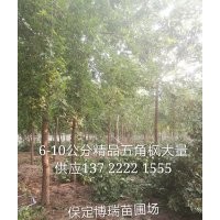 五角楓價(jià)格_五角楓基地_五角楓報(bào)價(jià)_河北五角楓_8公分五角楓價(jià)格_