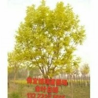供應(yīng)國槐，龍爪槐報(bào)價(jià)，黃金槐價(jià)格，金葉白蠟基地