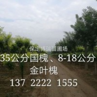 8公分國(guó)槐價(jià)格，10公分五角楓報(bào)價(jià)，6公分黃金槐多少錢