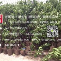 長期現(xiàn)貨供應(yīng)高度1米、1.5米、2米、2.5米法國冬青(珊瑚樹)