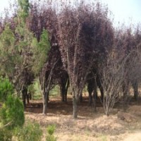 供應7公分紅葉李-紅葉李基地報價